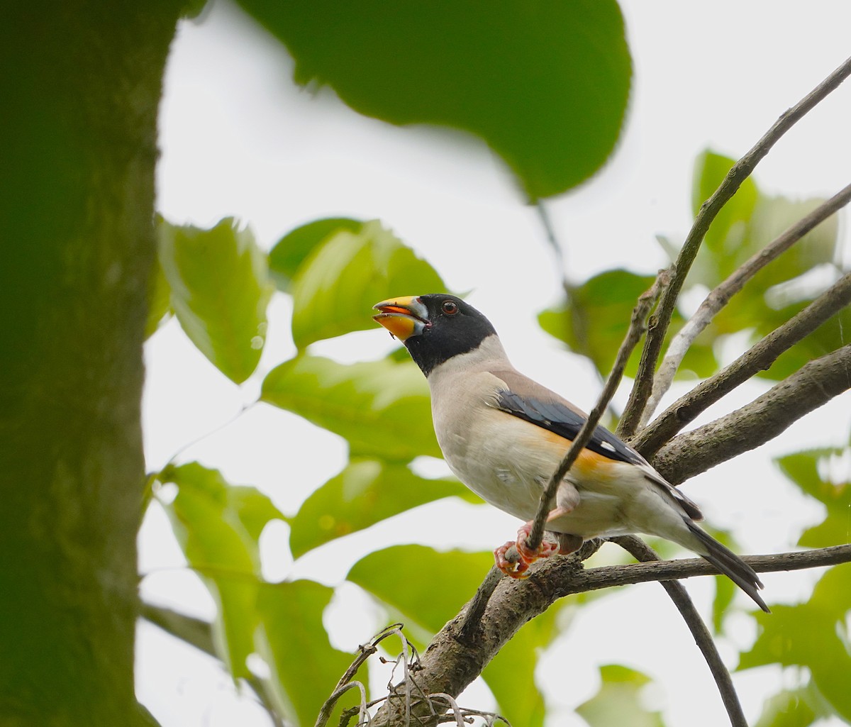 Yellow-billed Grosbeak - ML644577947