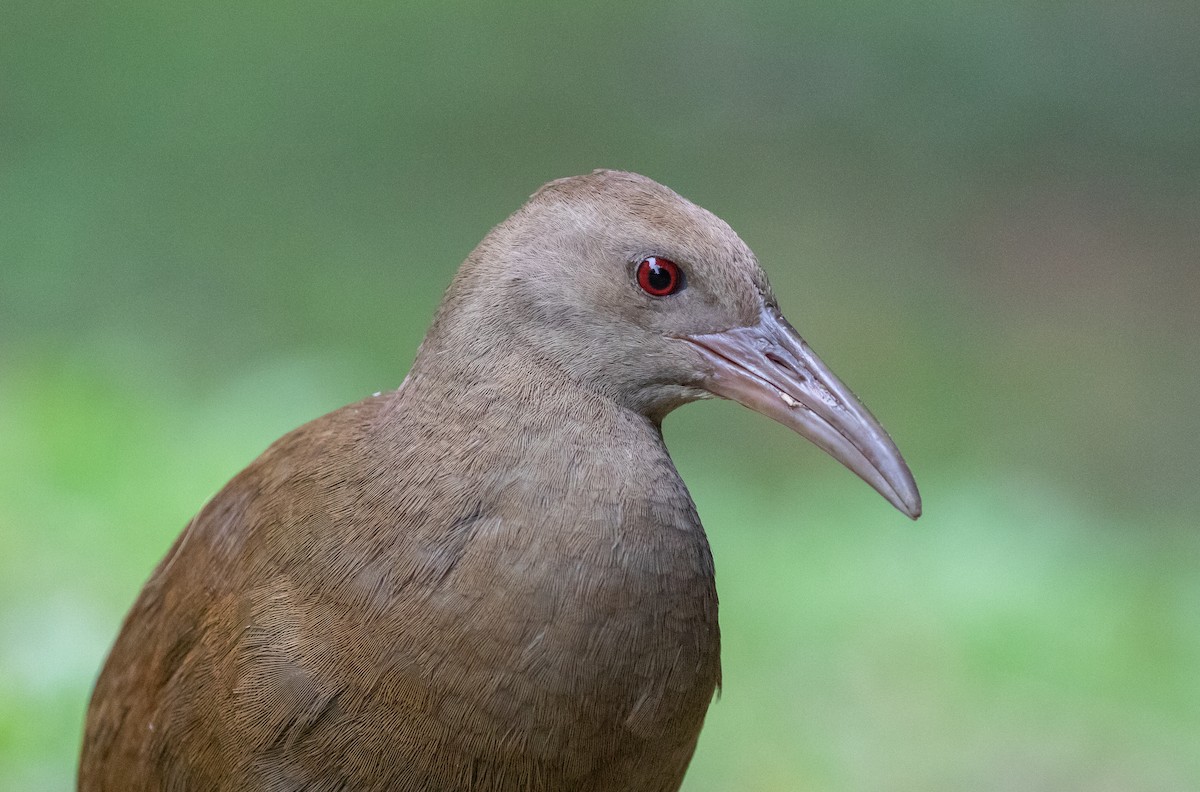 Lord Howe Rail - ML644577949