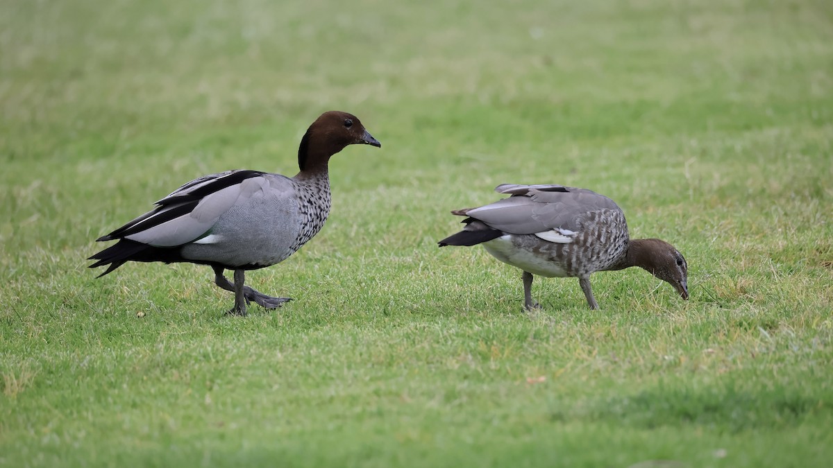 kachnička hřívnatá - ML644577953