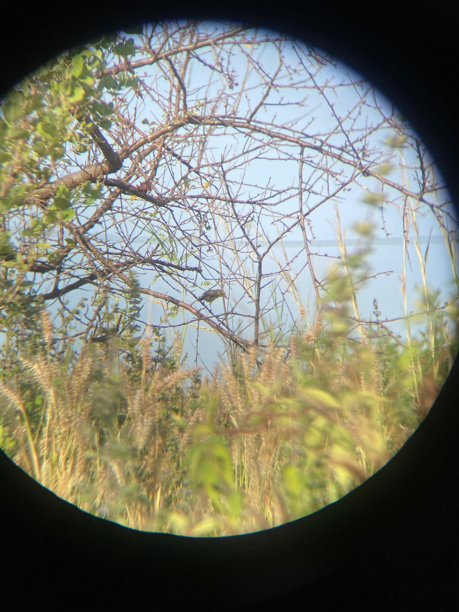 Melodious Warbler - ML644577954