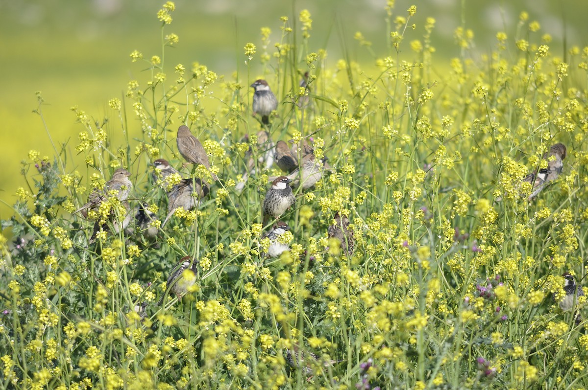 Söğüt Serçesi - ML644577955