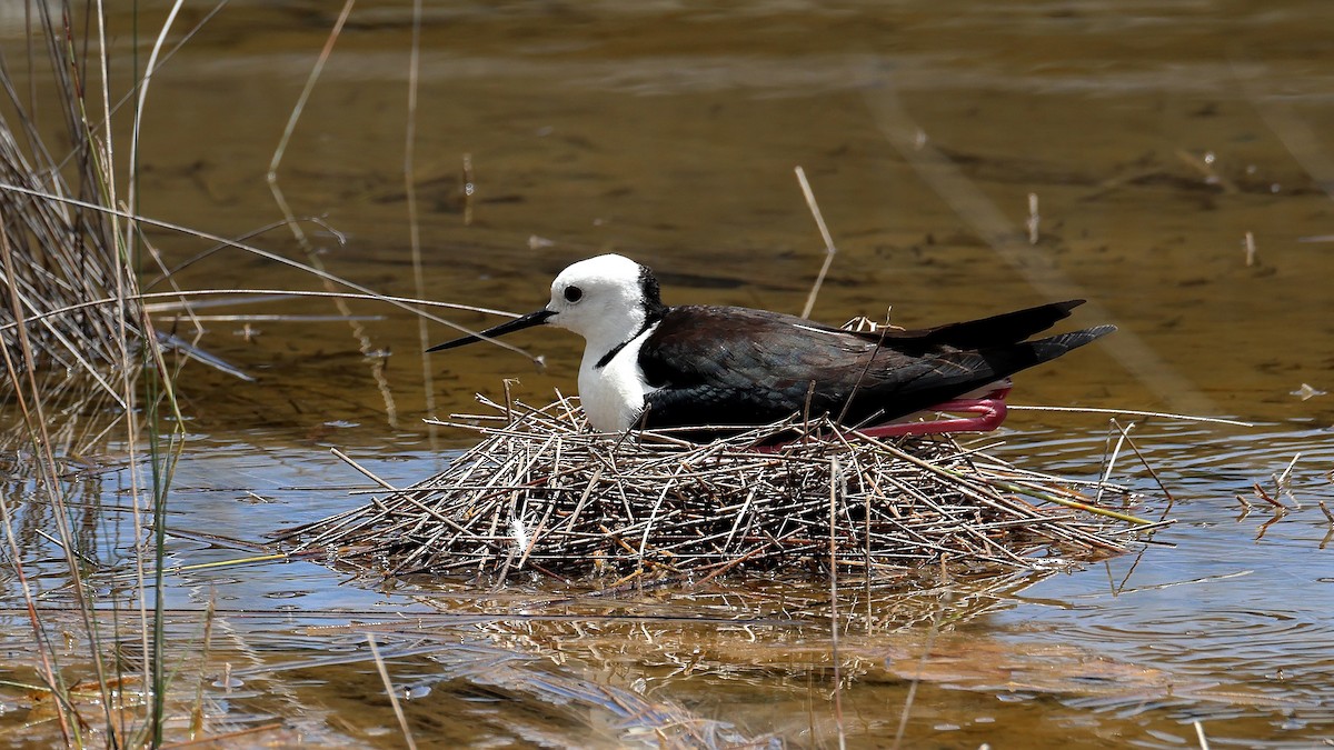 Pied Stilt - ML644577956