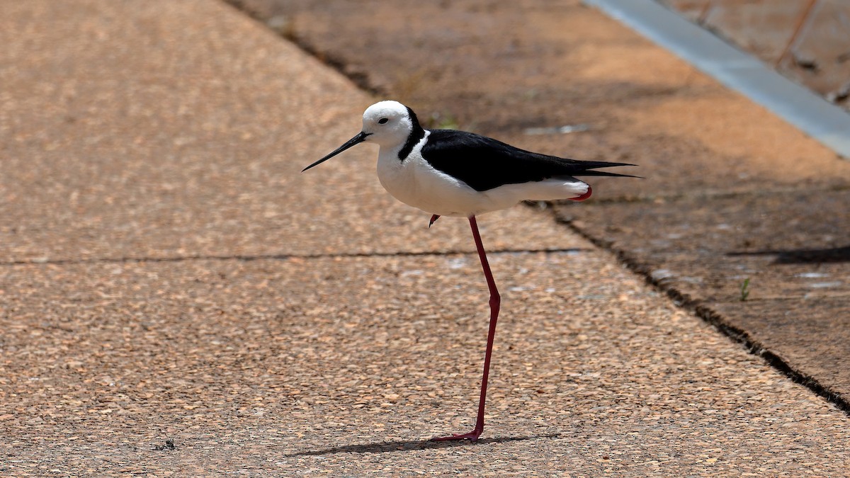 Pied Stilt - ML644577958