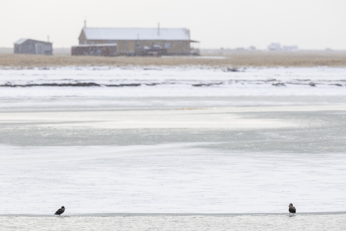 Eider erregea - ML644577960