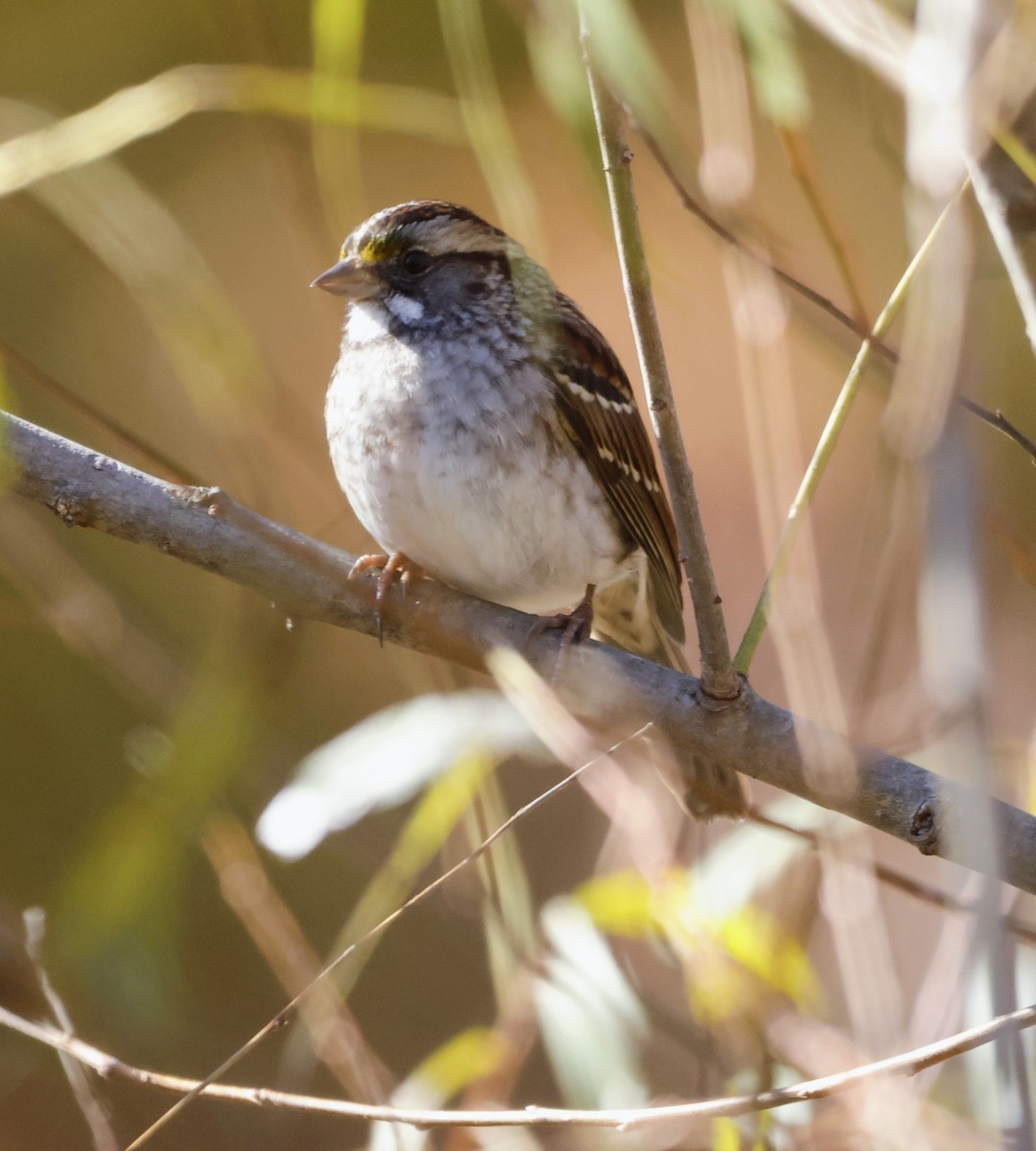 Bruant à gorge blanche - ML644577968