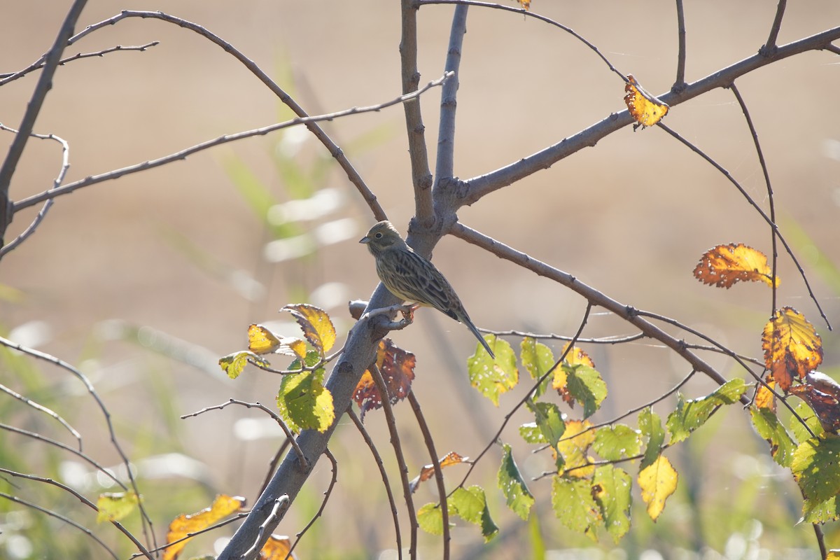 strnad obecný - ML644577970