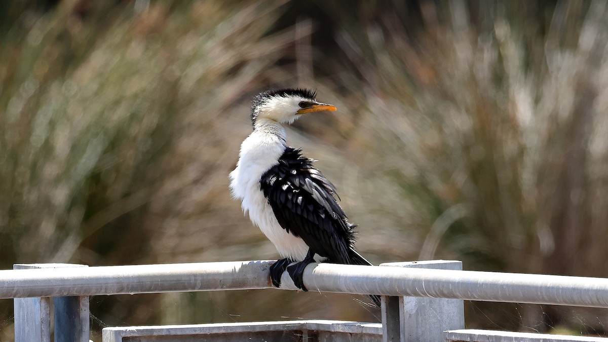 kormorán černobílý - ML644577971