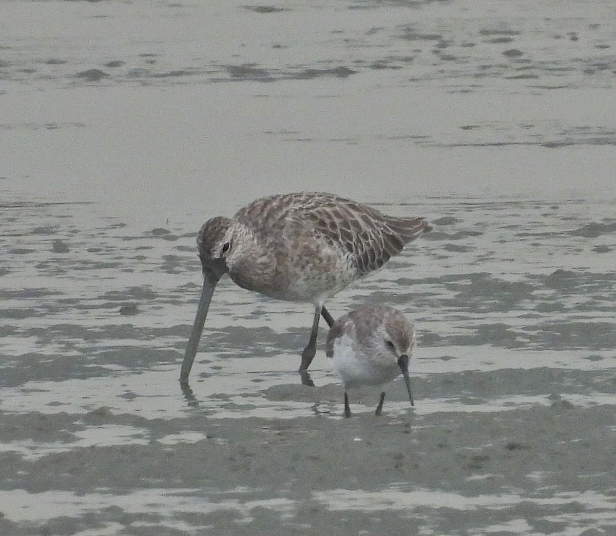 Неголь азійський - ML644577974