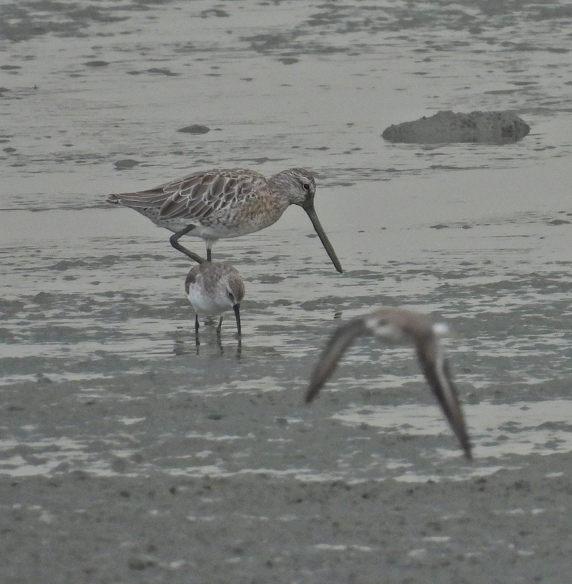 Неголь азійський - ML644577975