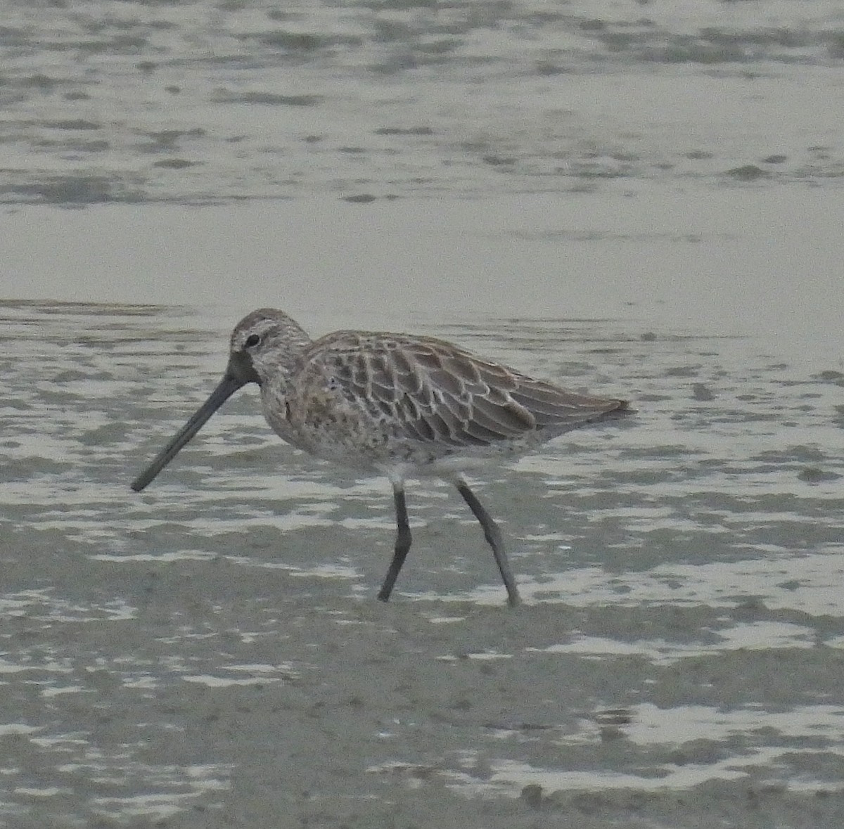 Неголь азійський - ML644577976