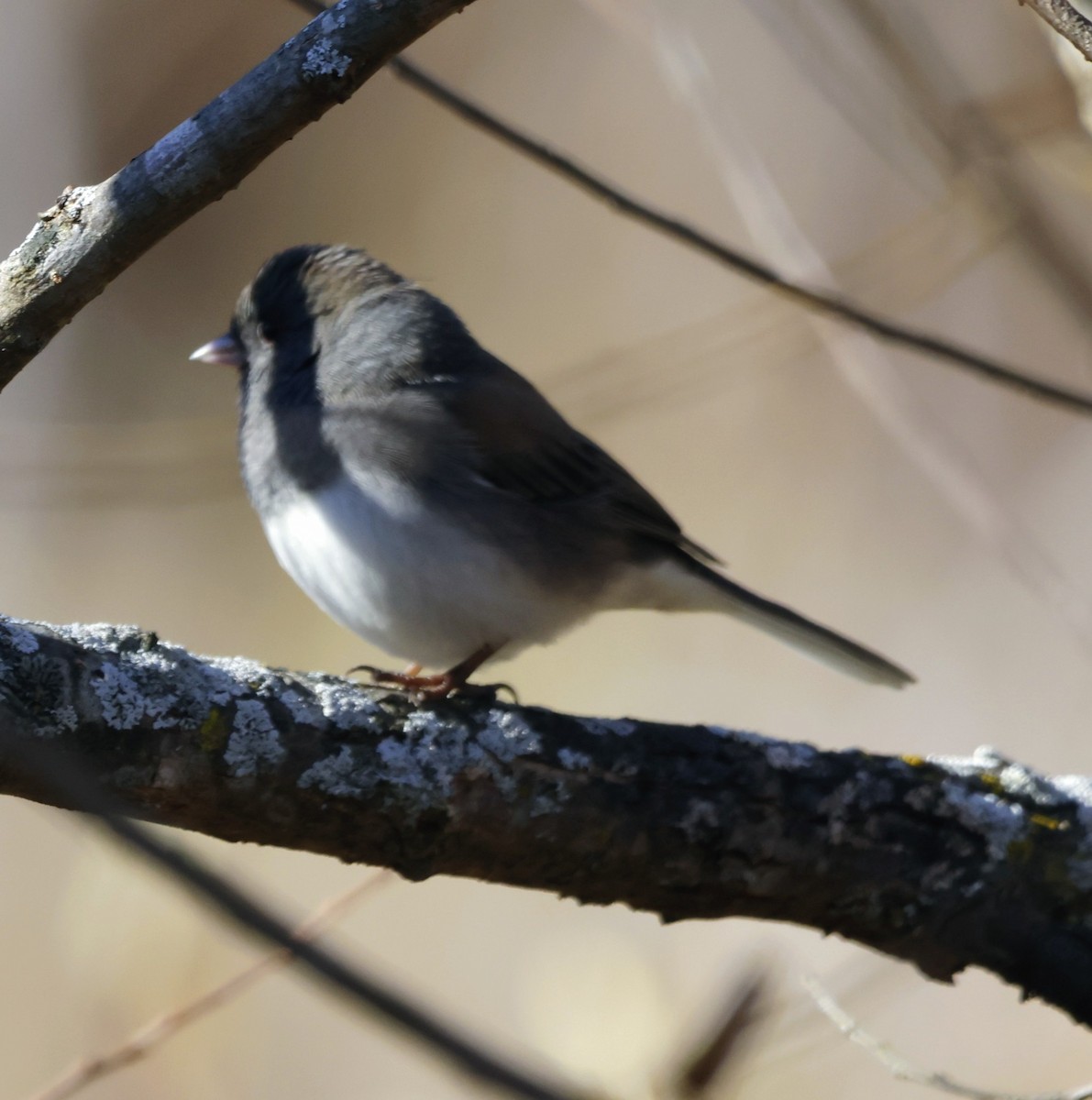 Junco ardoisé - ML644577977