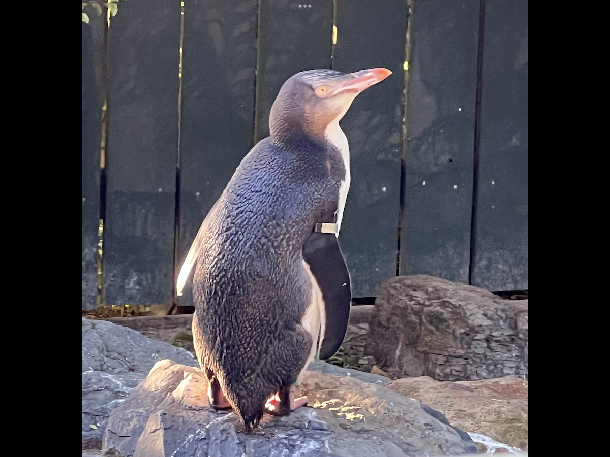 Yellow-eyed Penguin - ML644577980
