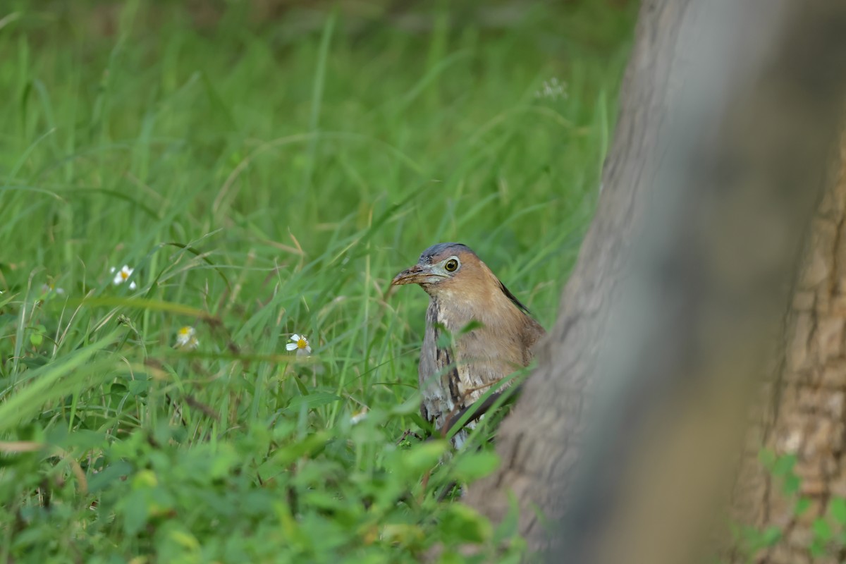 Malayan Night Heron - ML644577981