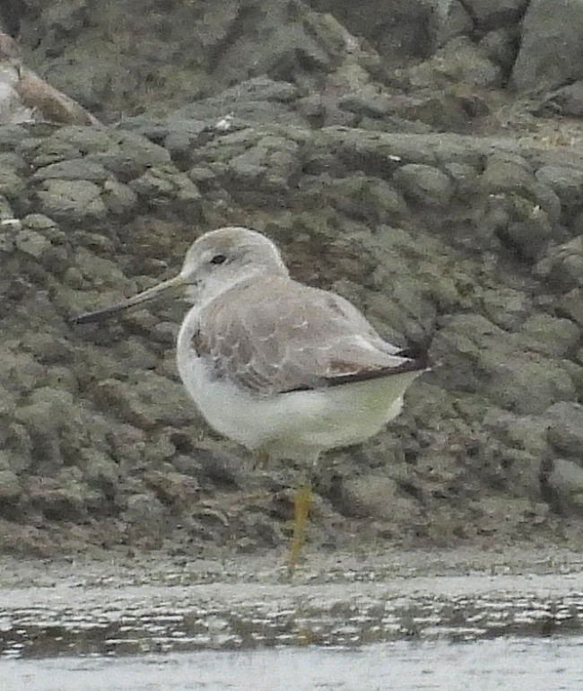 Коловодник охотський - ML644577982