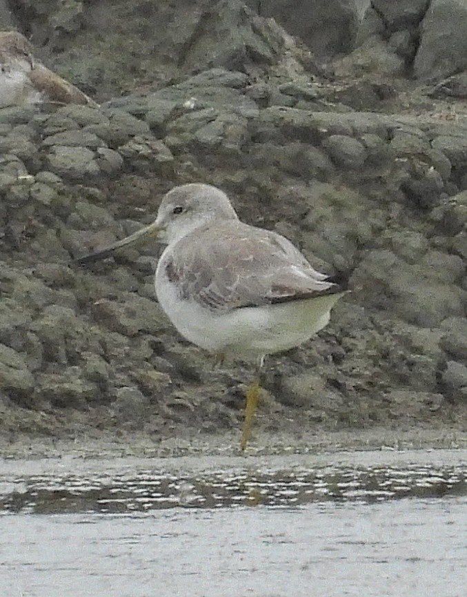 Коловодник охотський - ML644577983