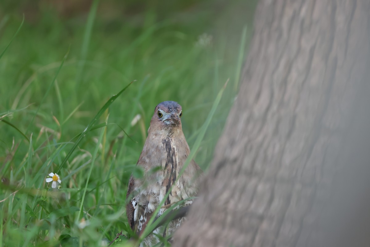 Malayan Night Heron - ML644577984