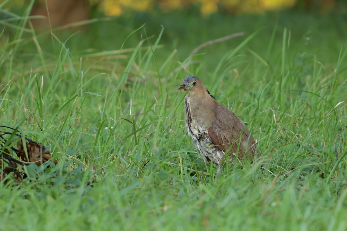 Malayan Night Heron - ML644577985