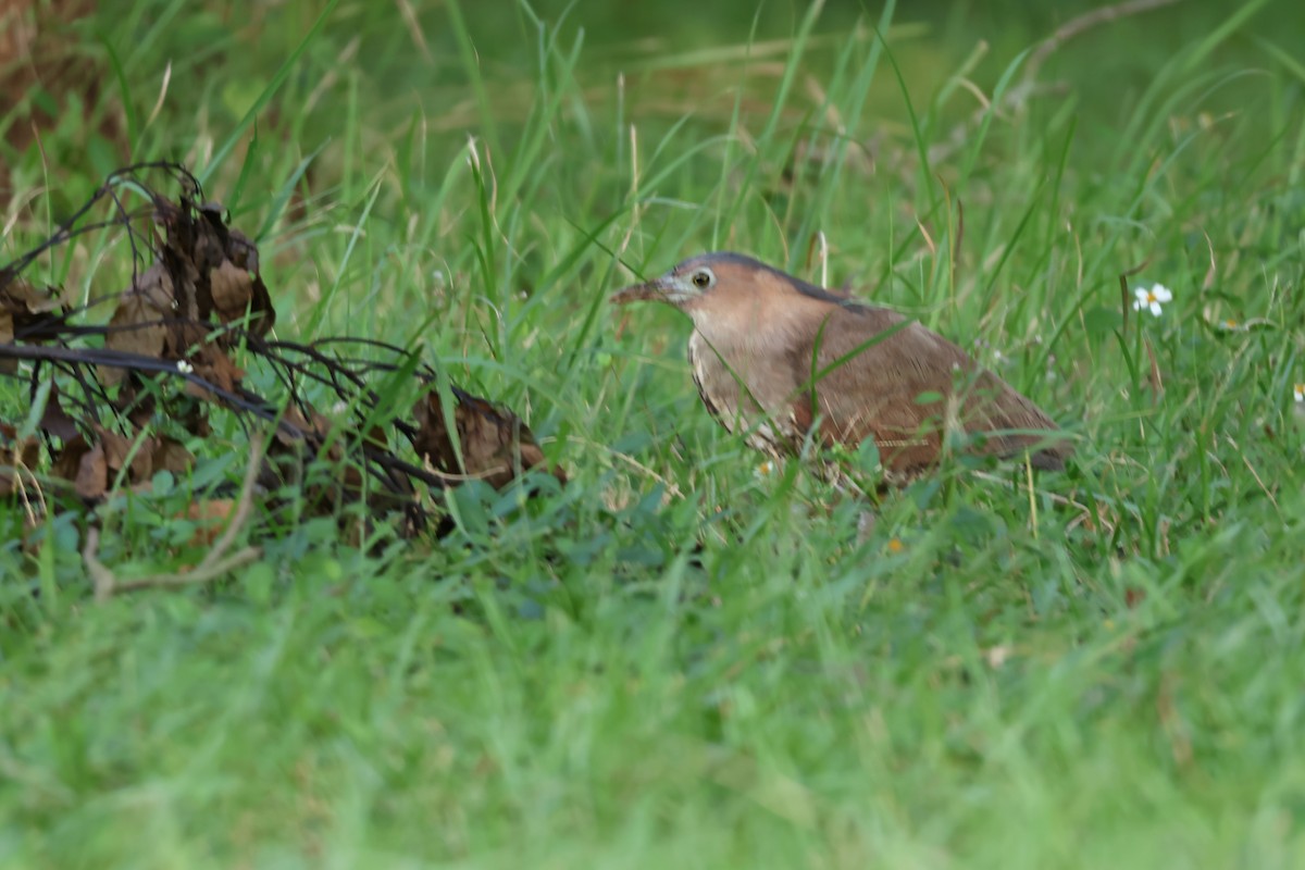 Malayan Night Heron - ML644577986