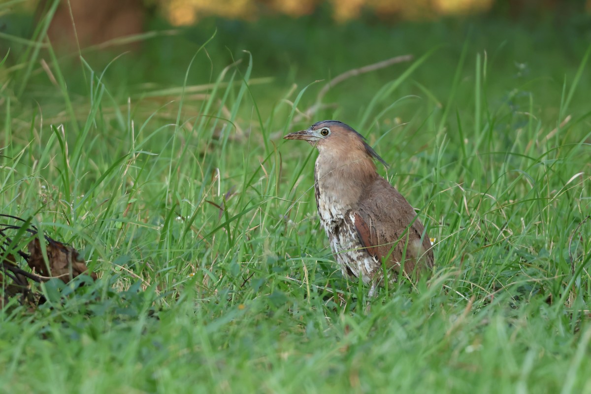 Malayan Night Heron - ML644577987