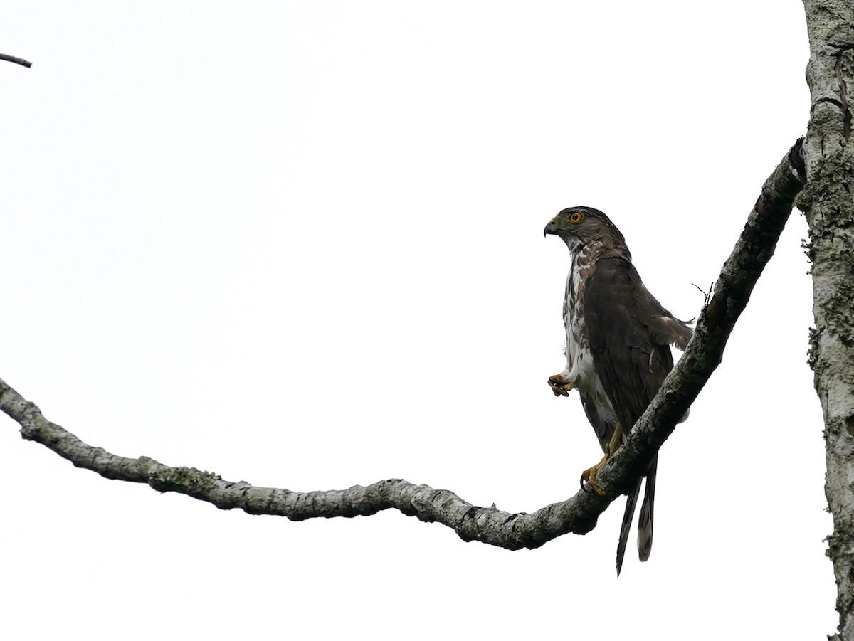 Besrasperber - ML644577988