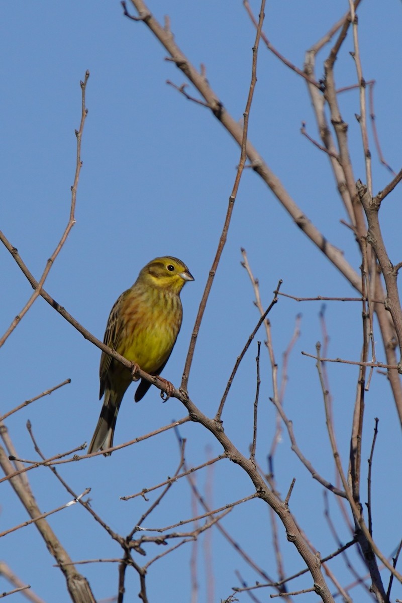 strnad obecný - ML644577995