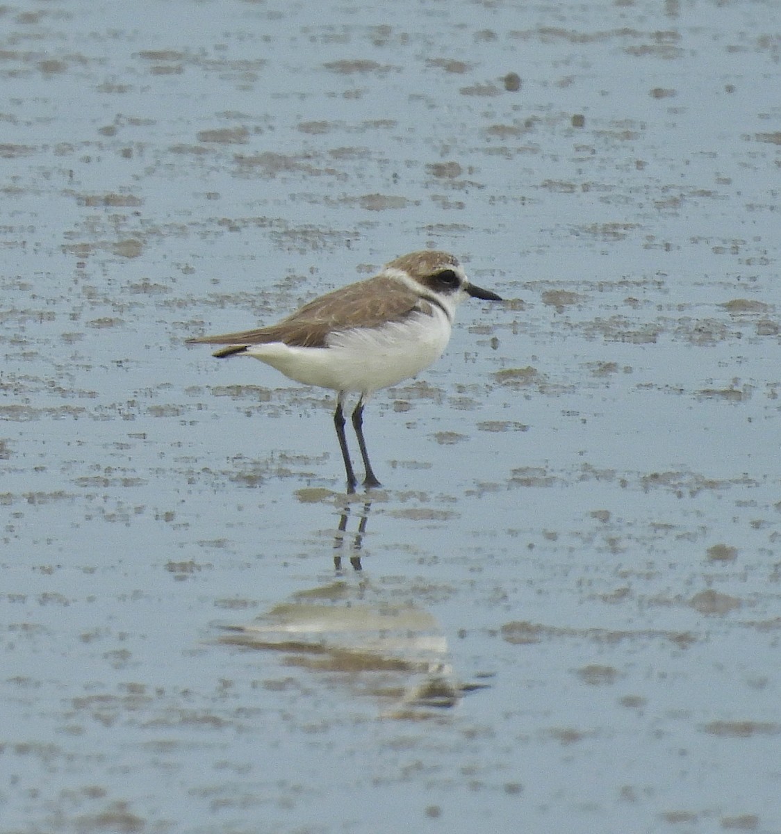 Пісочник морський - ML644577996