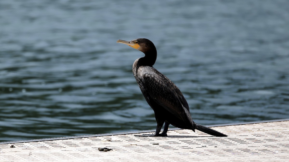 kormorán velký - ML644578005