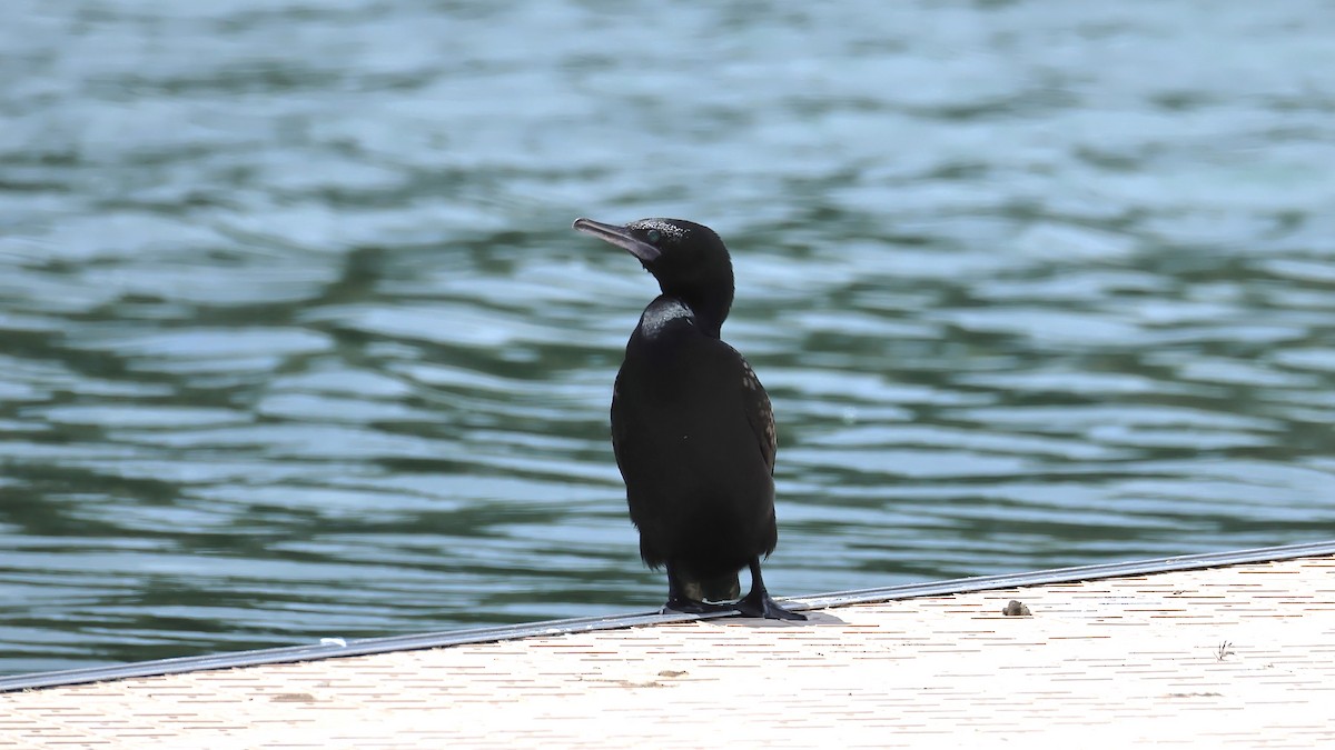 Kömür Karabatağı - ML644578009