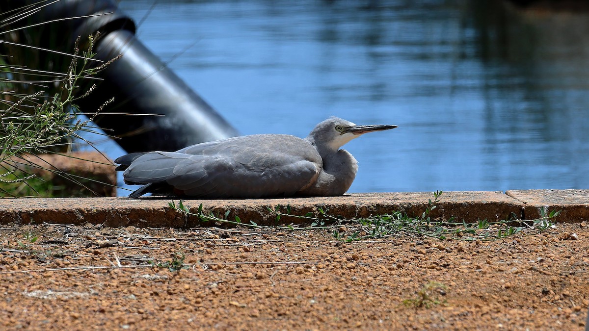 volavka bělolící - ML644578017