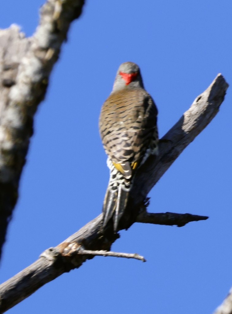 Northern Flicker - ML644578018