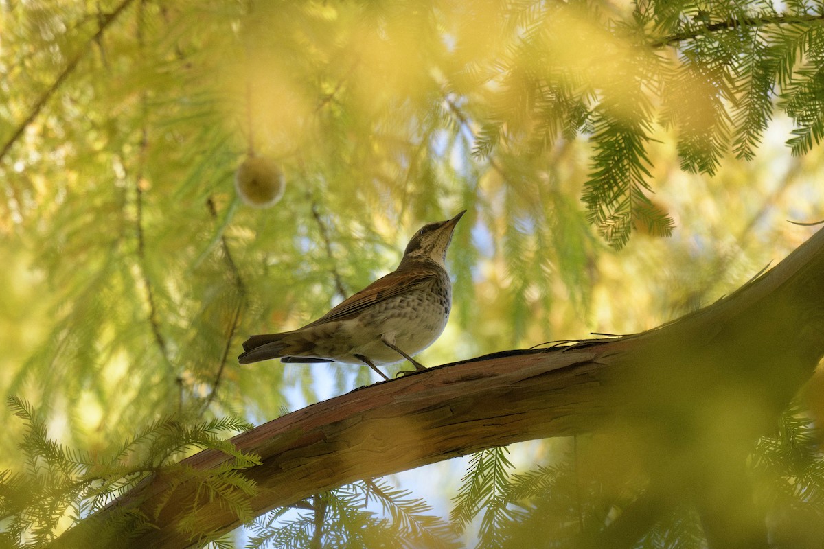 Dusky Thrush - ML644578022