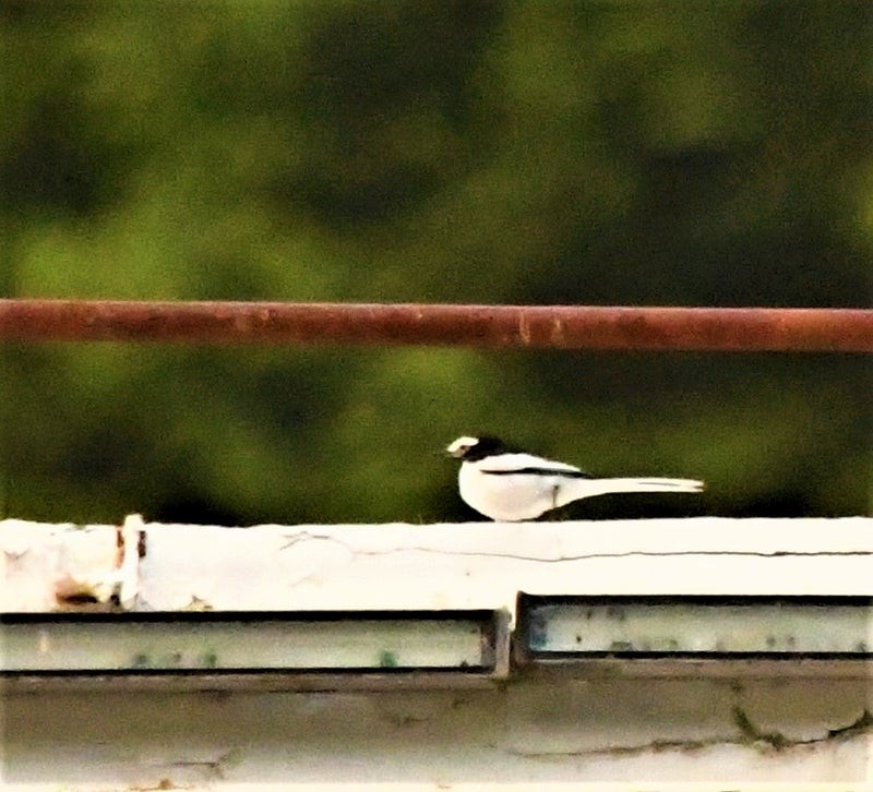 Bergeronnette grise - ML644578023