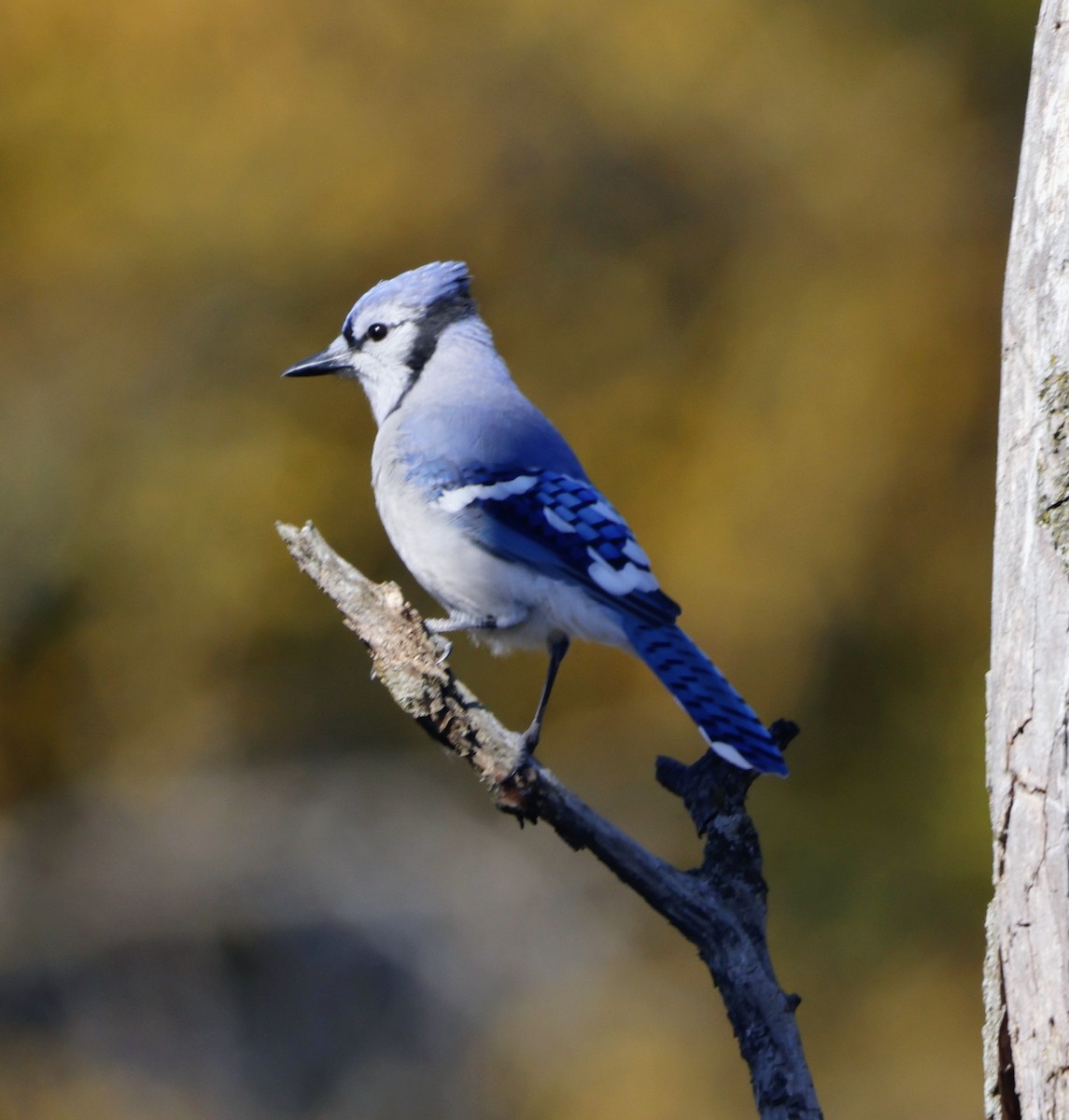 Geai bleu - ML644578024