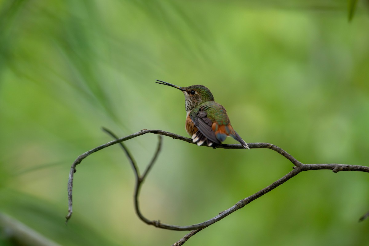 アレンハチドリ - ML644578025