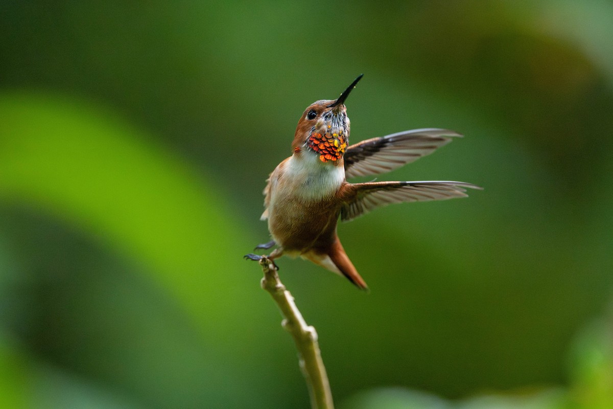 アレンハチドリ - ML644578026