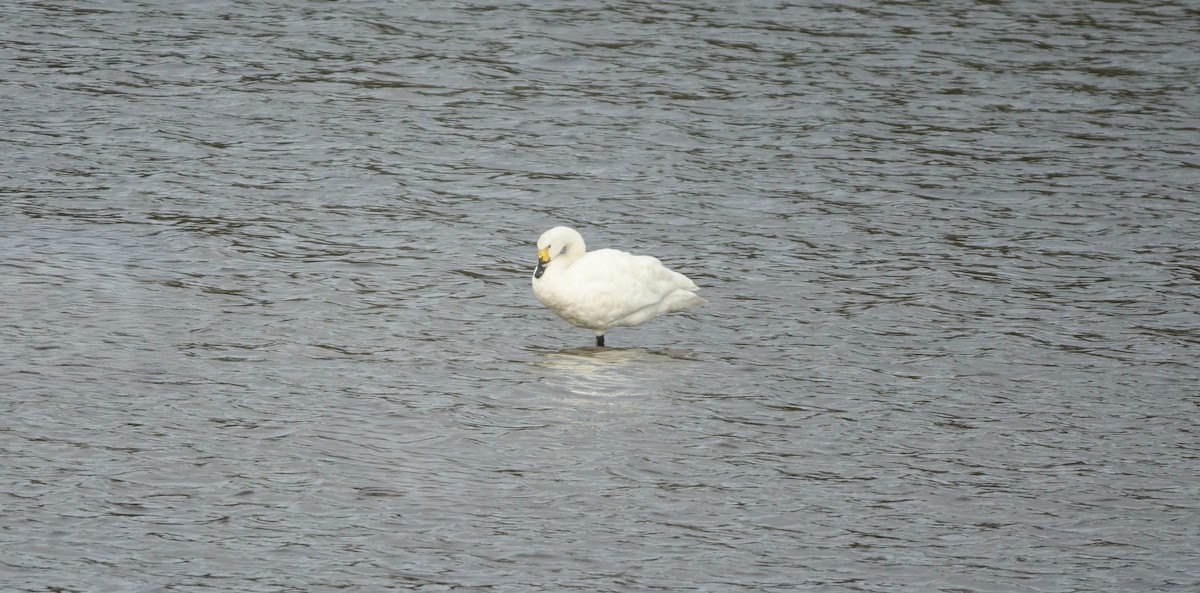 Tundra Swan - ML644578027