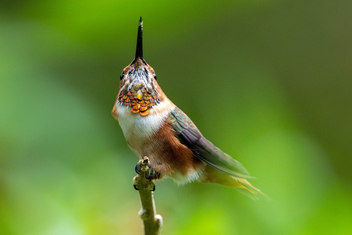 アレンハチドリ - ML644578028