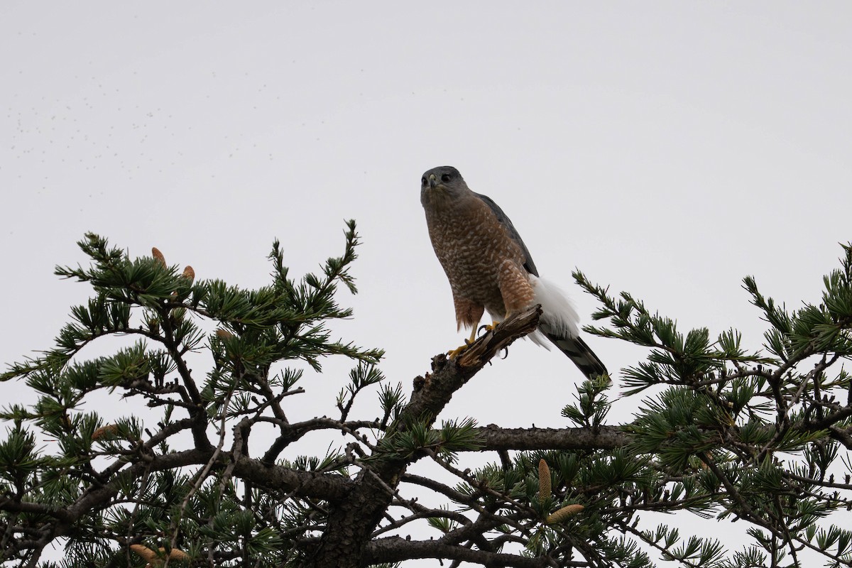 Cooper's Hawk - ML644578029