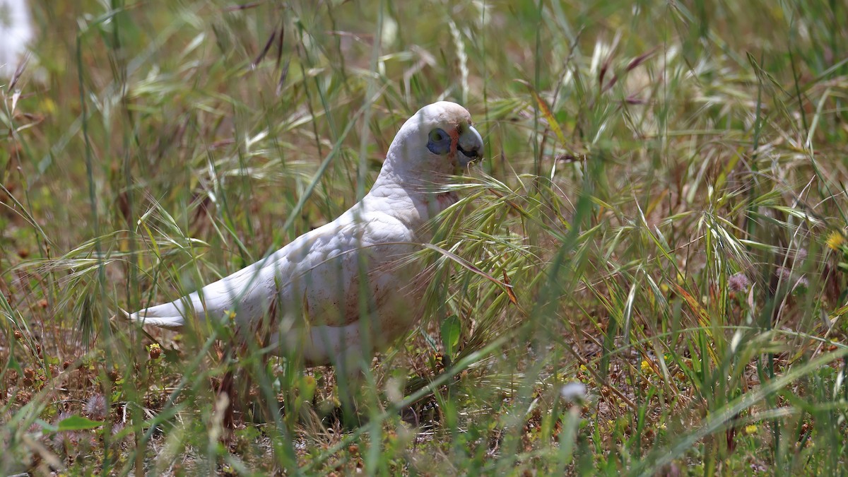kakadu naholící - ML644578034