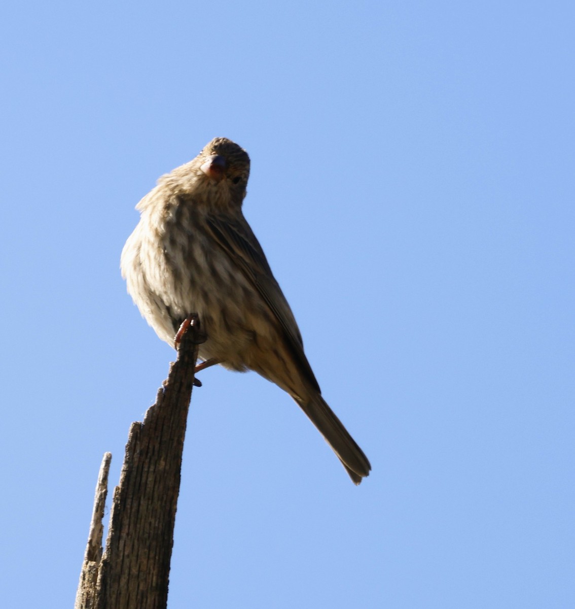 House Finch - ML644578036
