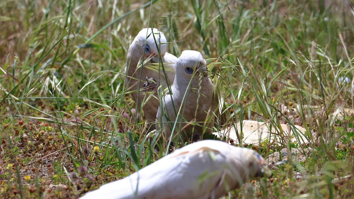 kakadu naholící - ML644578040