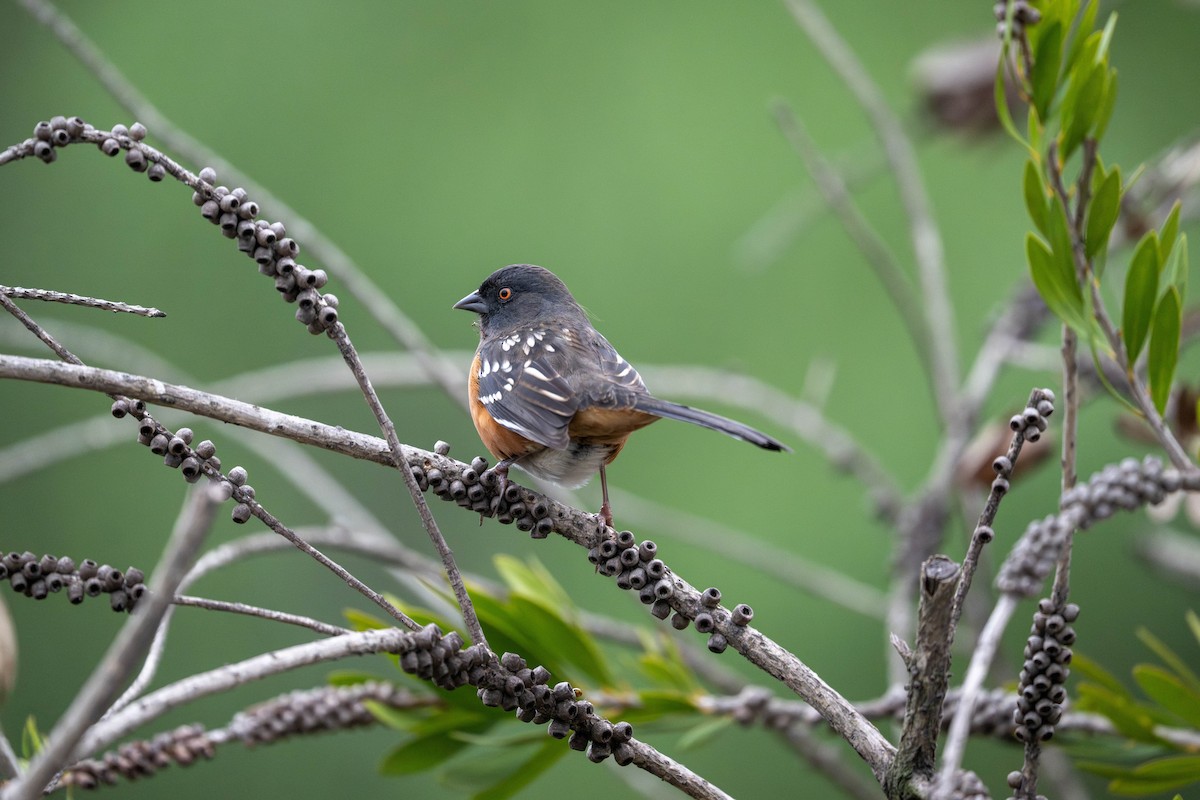 Spotted Towhee - ML644578041