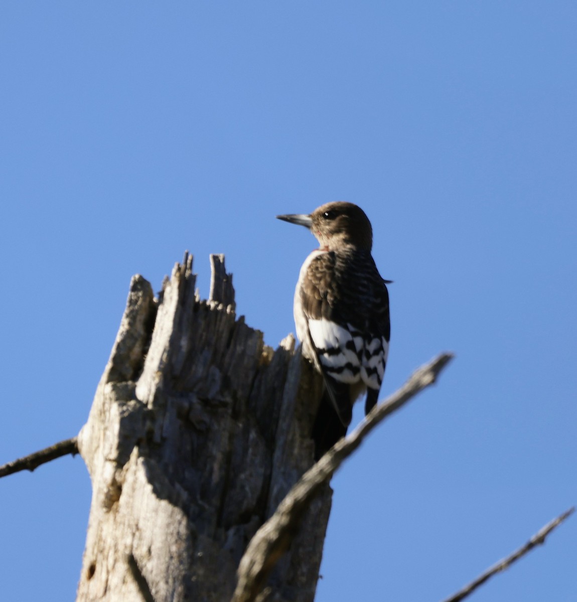 Pic à tête rouge - ML644578047