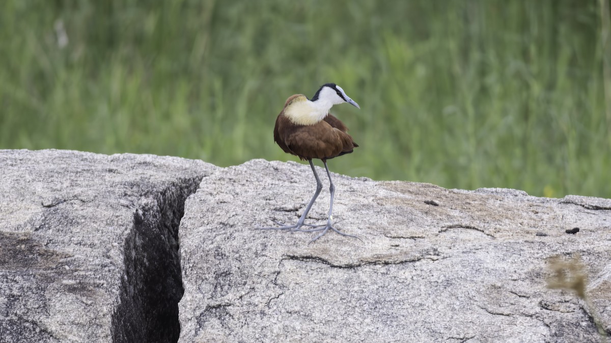 African Jacana - ML644578055
