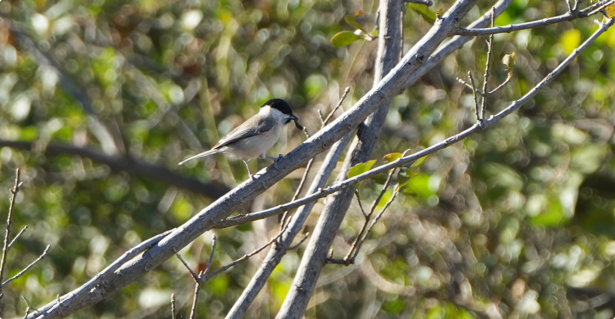 Хар толгойт хөх бух - ML644578065