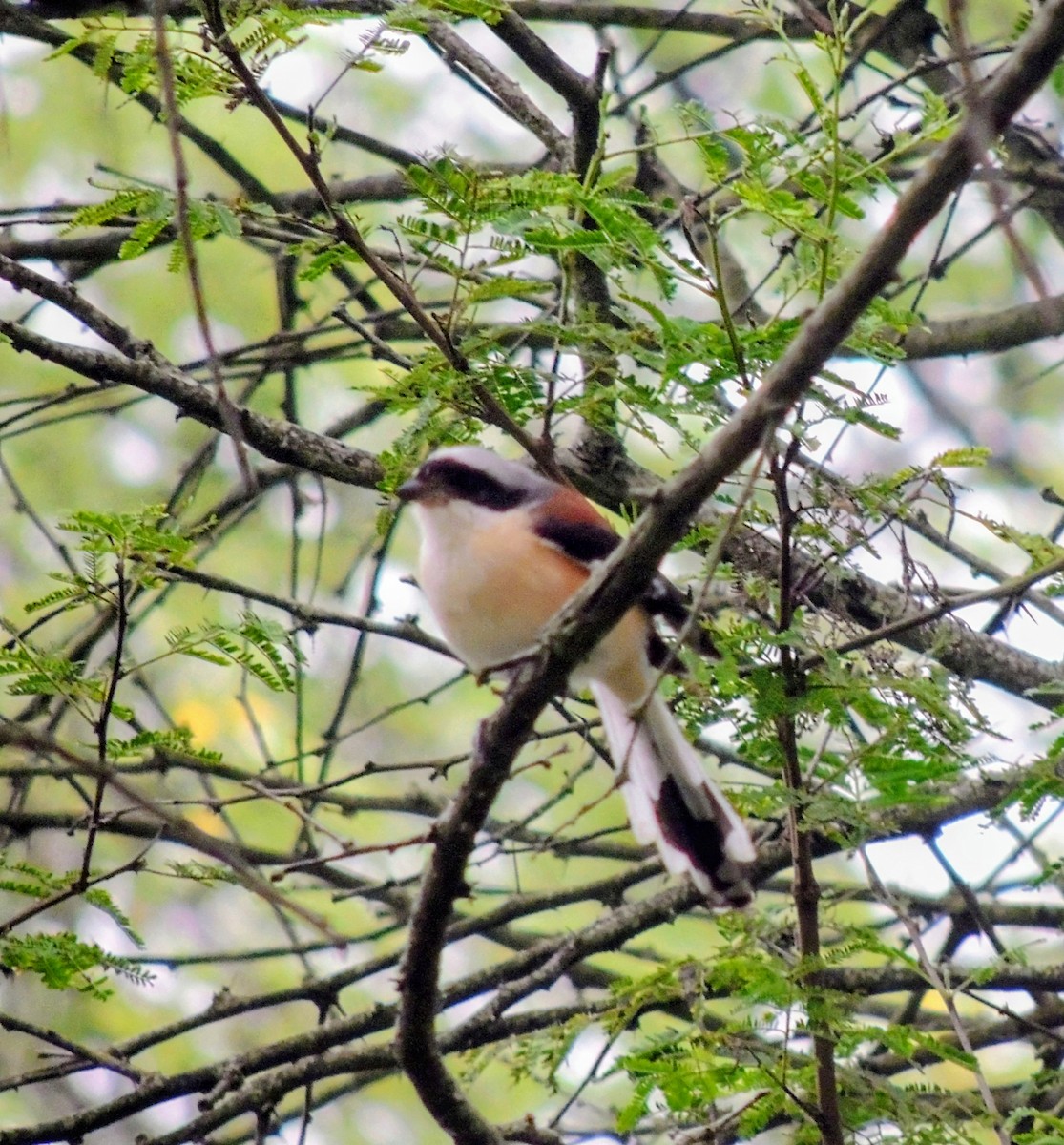 Bay-backed Shrike - ML644578069