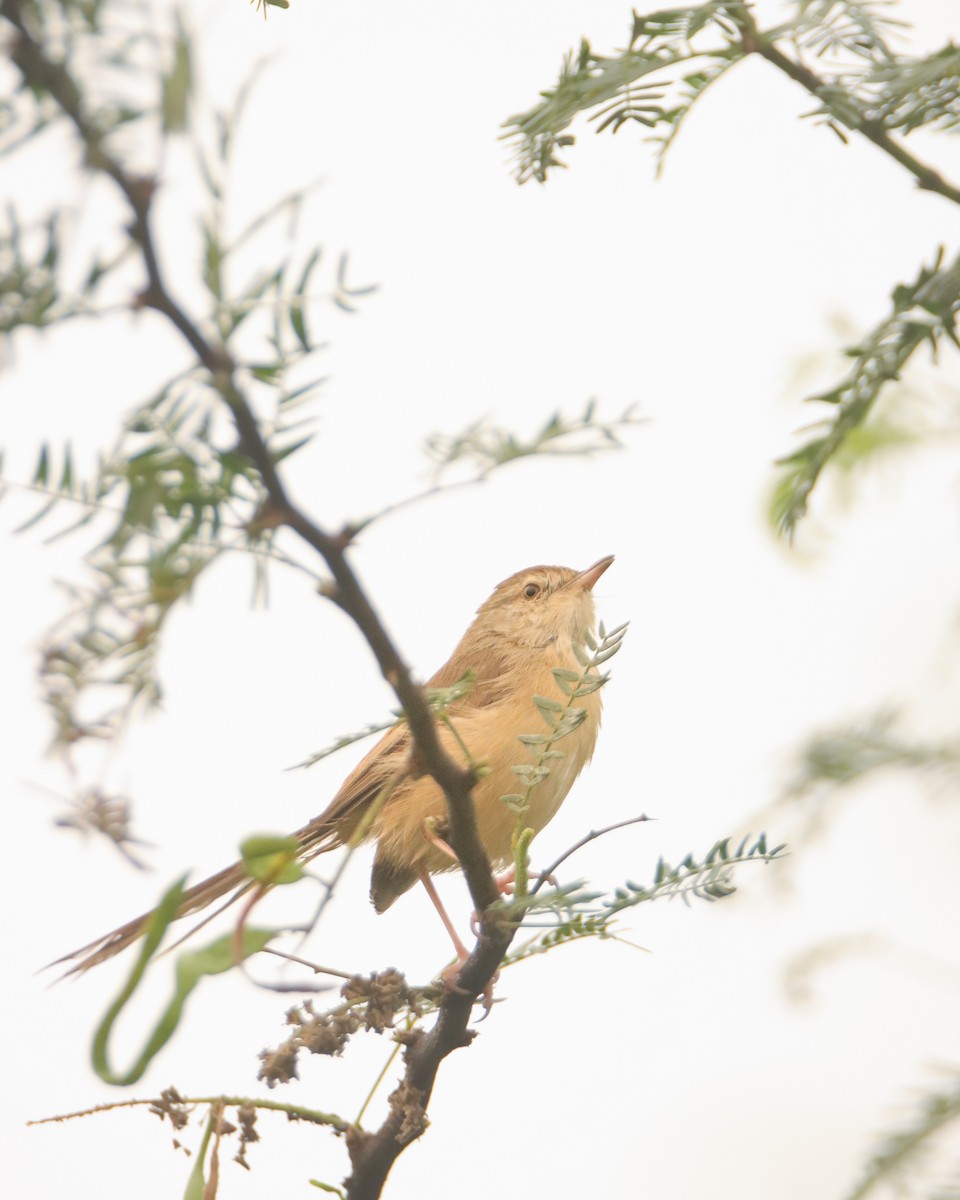Plain Prinia - ML644578070