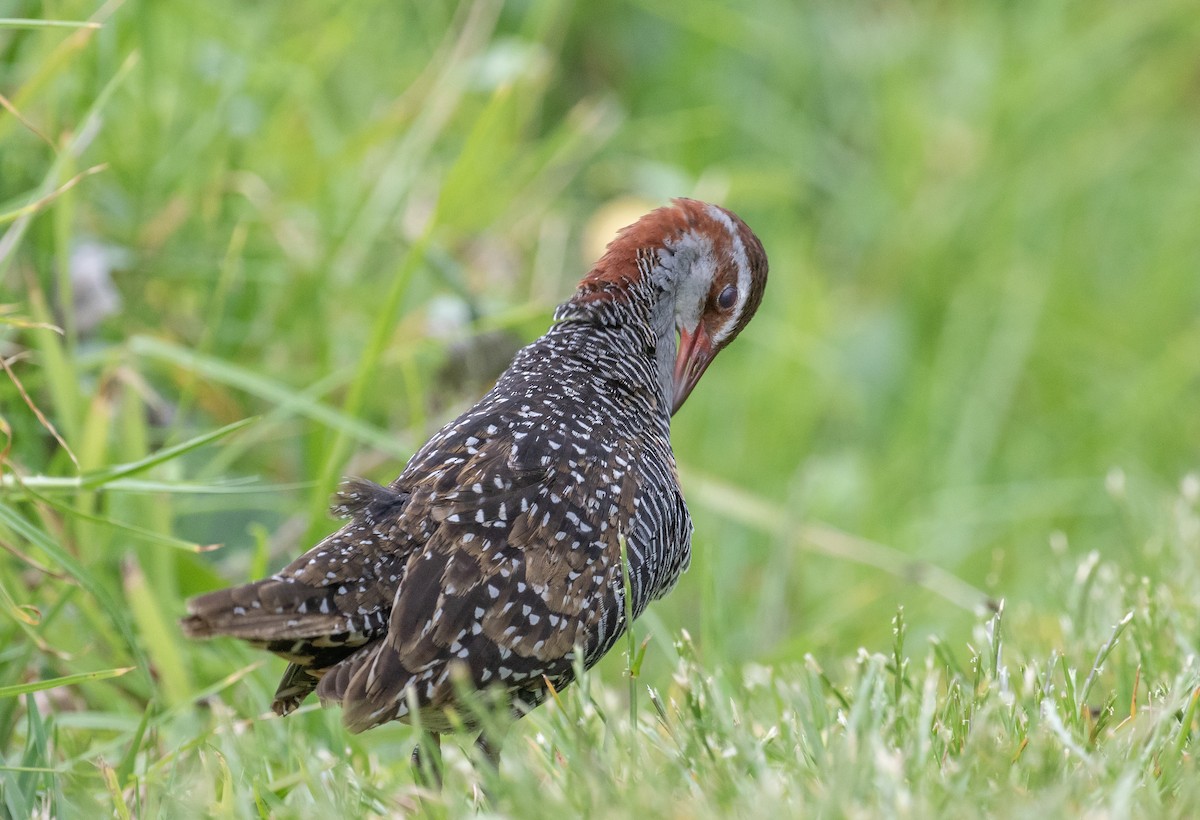 ナンヨウクイナ - ML644578071