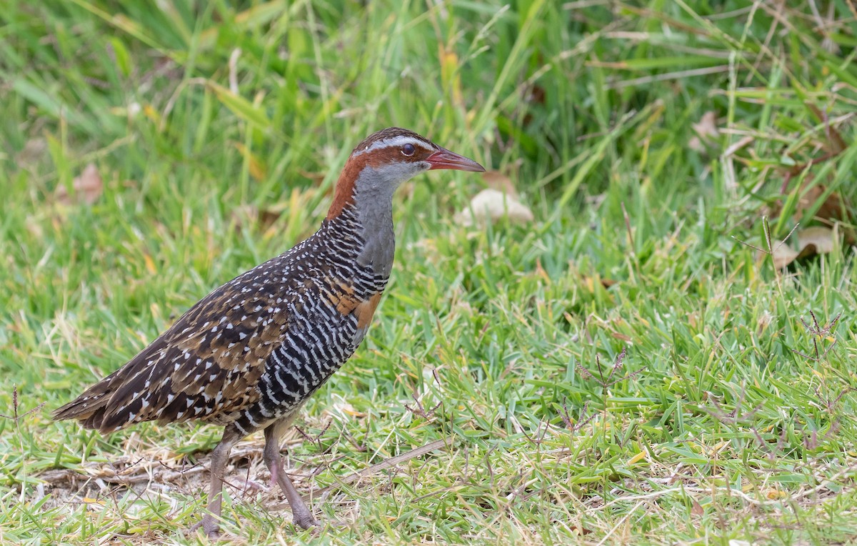 ナンヨウクイナ - ML644578072