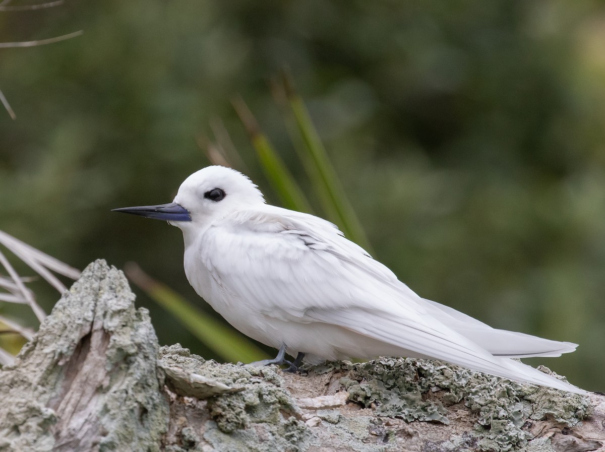 シロアジサシ（candida／leucopes） - ML644578073